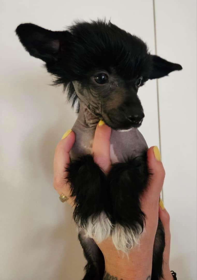 Black Rock Cresteds Uvique