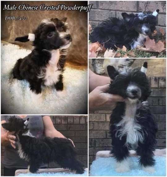 Flying Colors Fernando