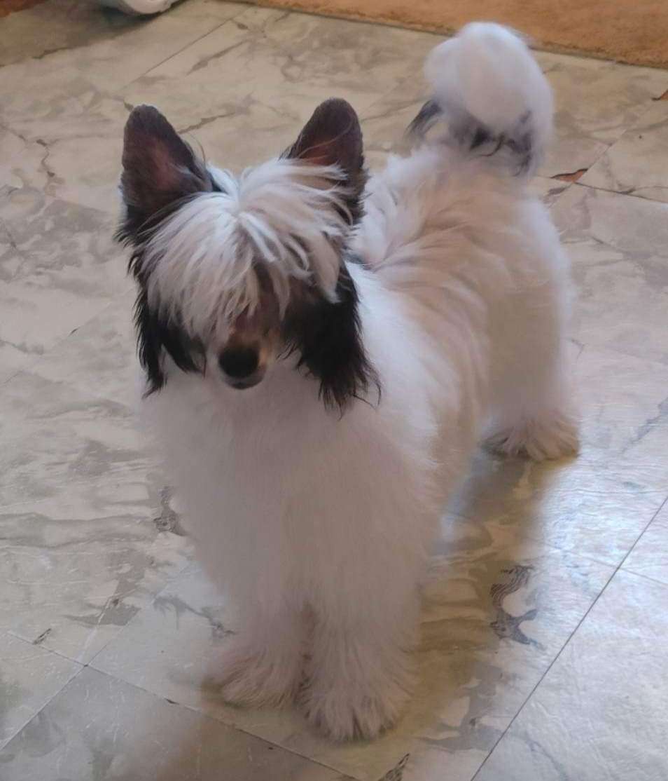 Sondrarose Total Eclipse Of My Heart