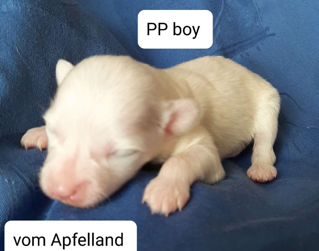 Orlando vom Apfelland