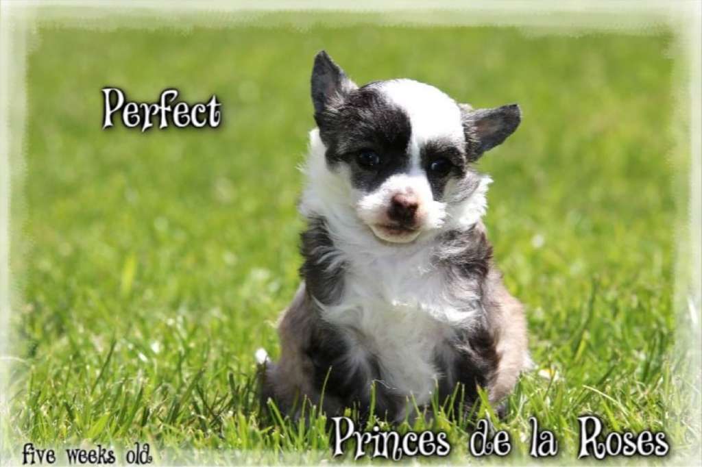 Perfect Princes de la Roses