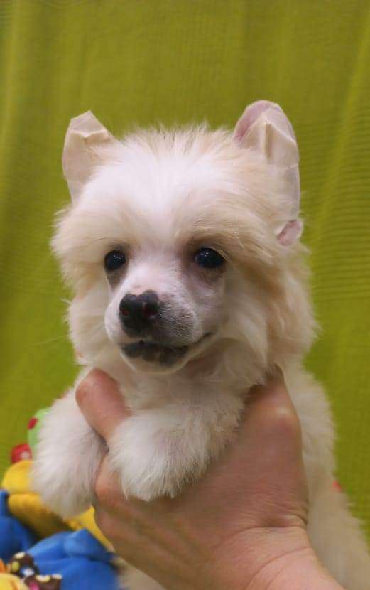 Zheneva-Debjut  Dzhonny