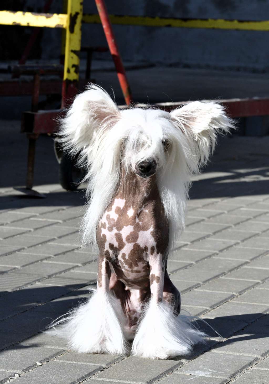 Zubrowka Winning Smile