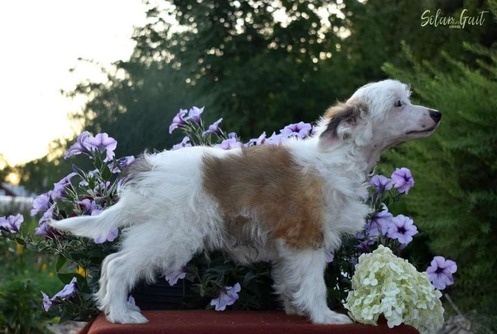 Solar Gait Imperator