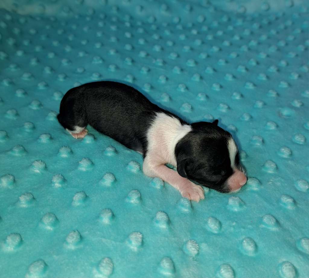 Alice Glossing Stars