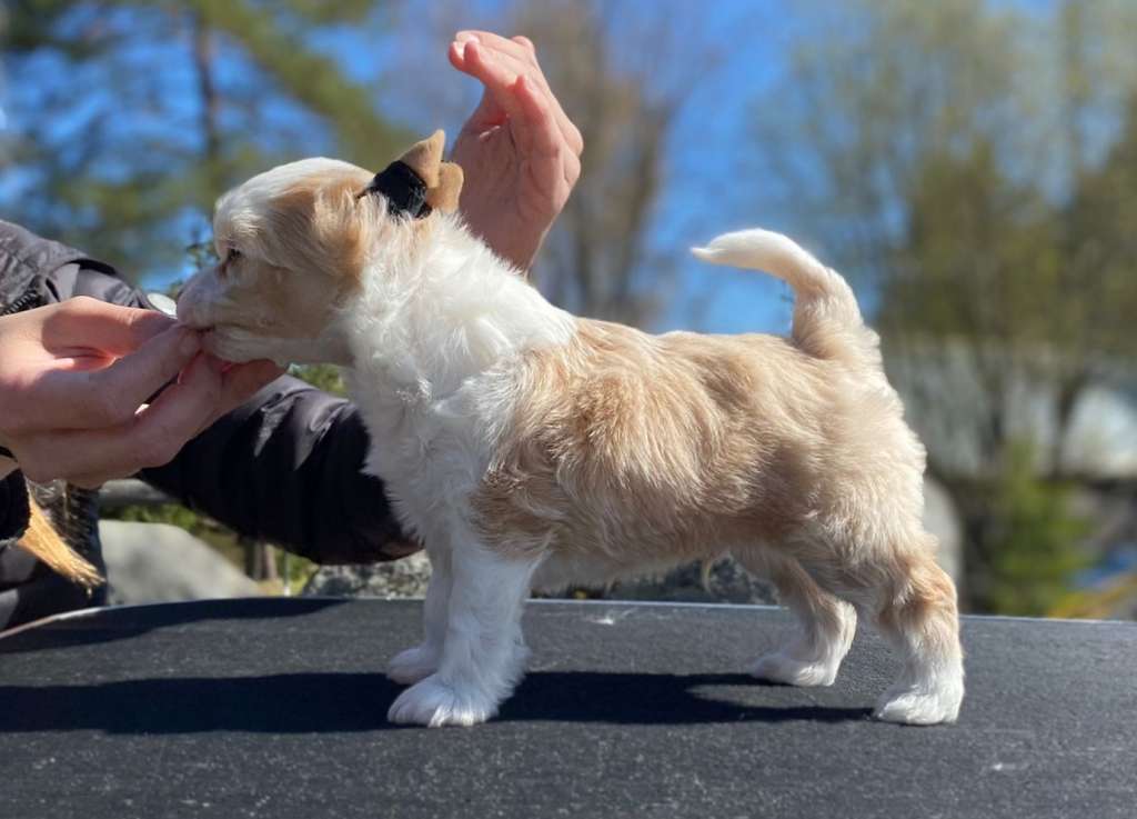 Oakcrest Cosmic Horizon