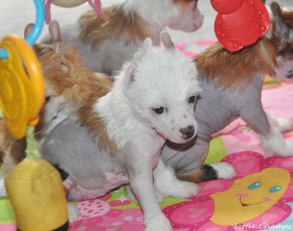 Uriell Little Champs