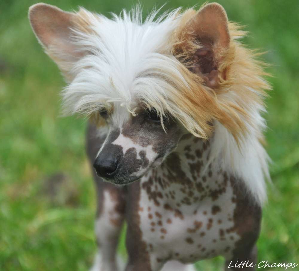 Ultra Smart Little Champs