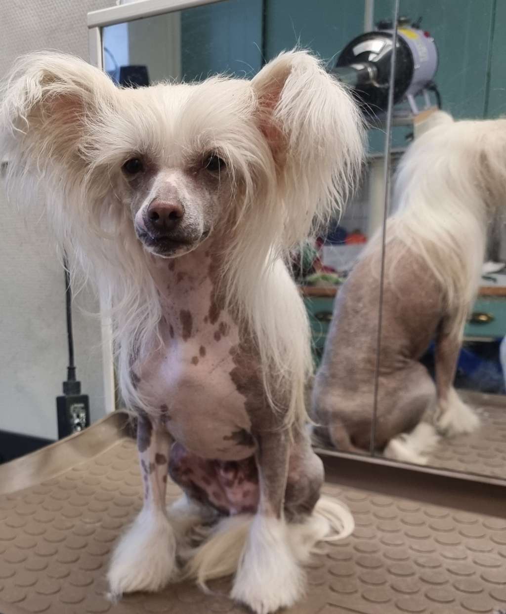 Beachcrest Ralph Lauren