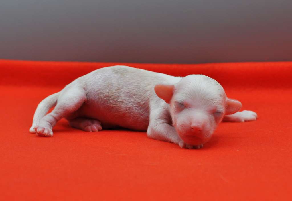 Victory's Laurel Nice For What