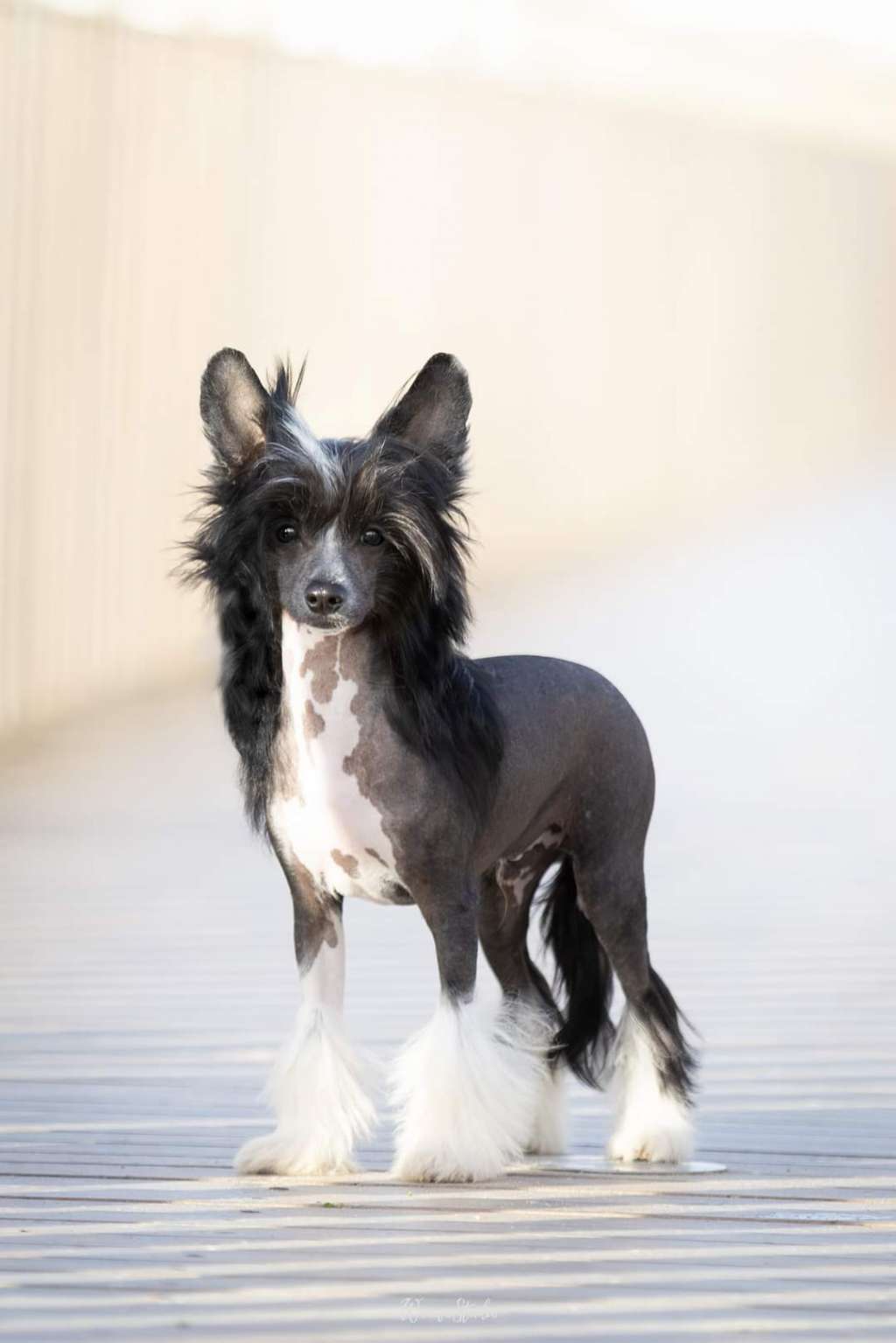 Jo Ann Orlik de Lybóriu's Legacy