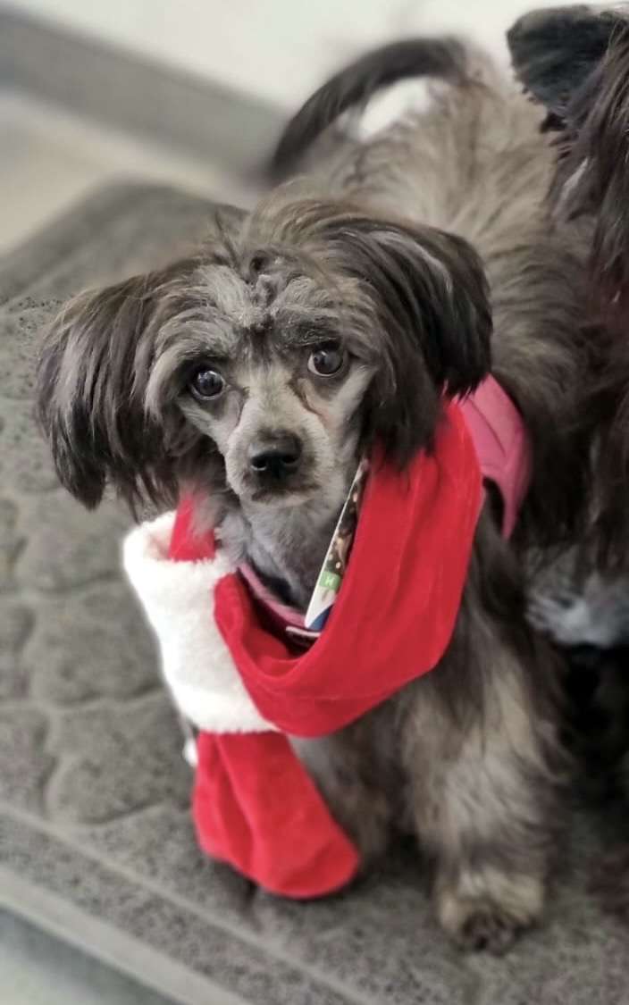 Dark Queen de Lybóriu's Legacy