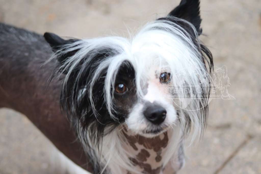 Little Dog Of Dream Valentino