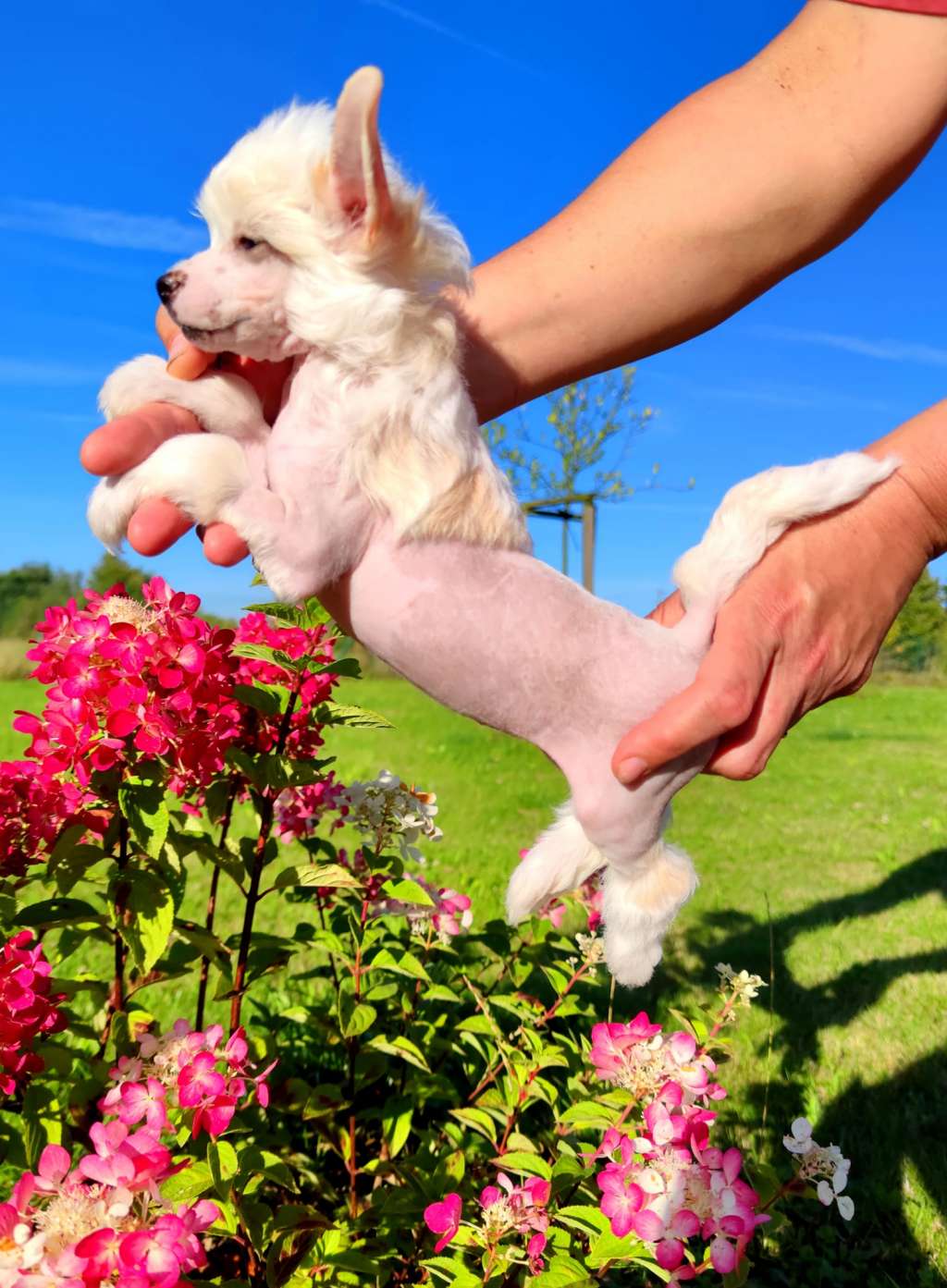 Moneypenny Crystal Ice