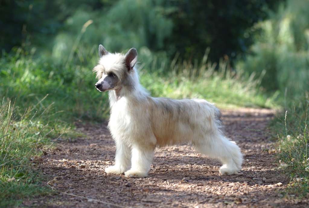 Blaze of Joy Heybett