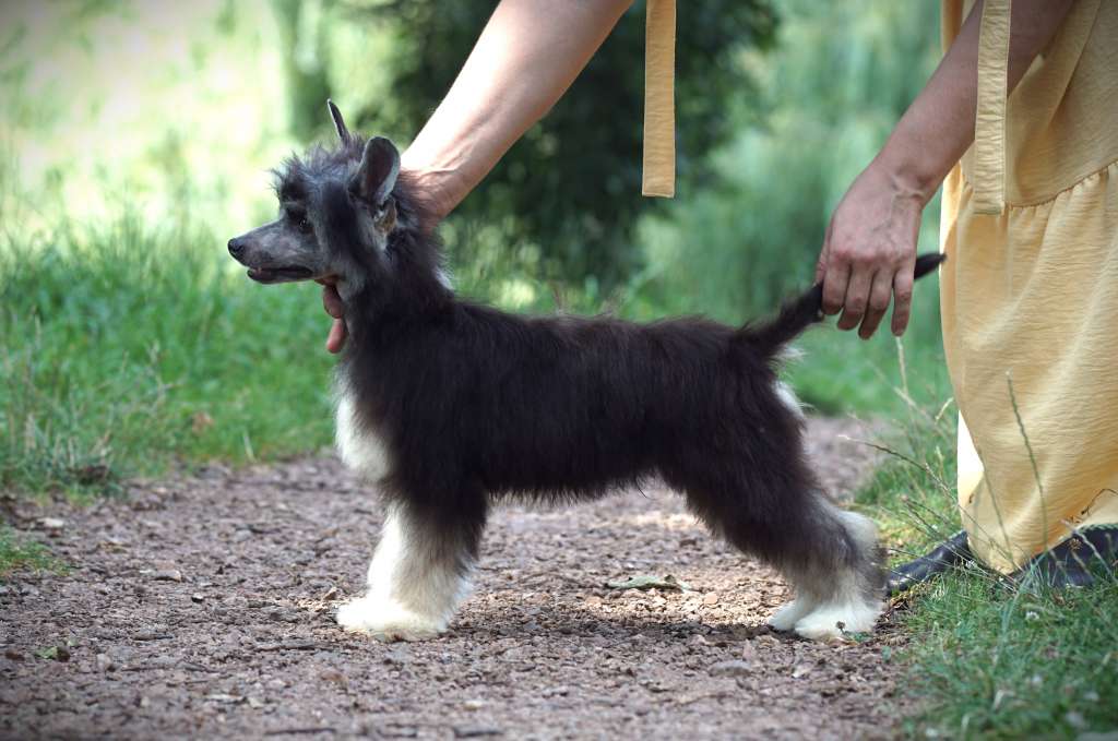 Black Tie Affair Heybett