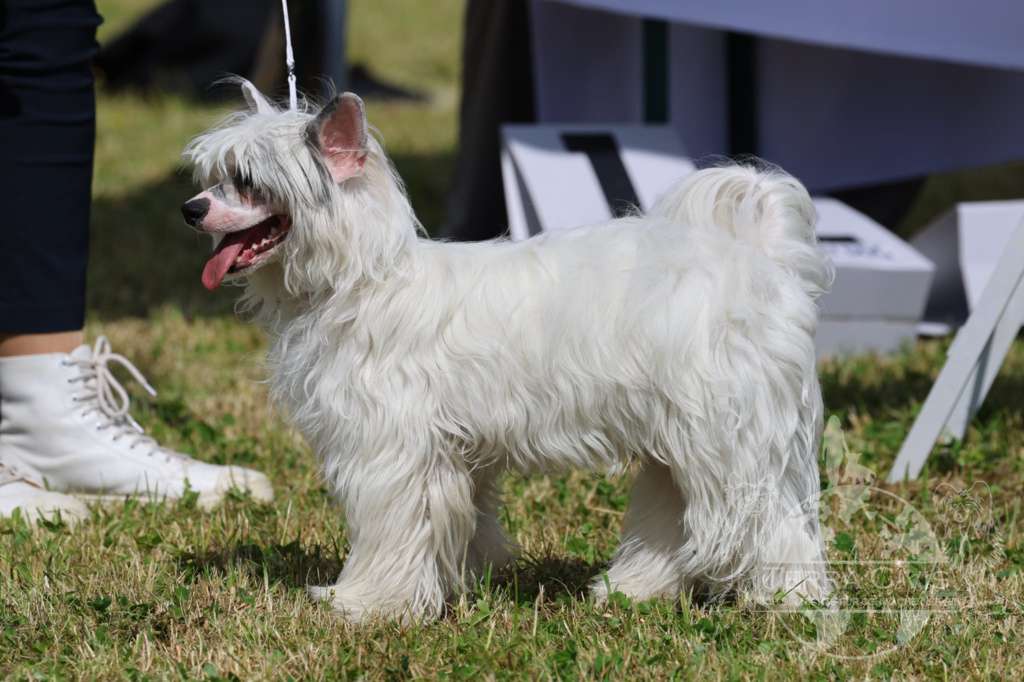 Giulio Cesare in Terra Civis