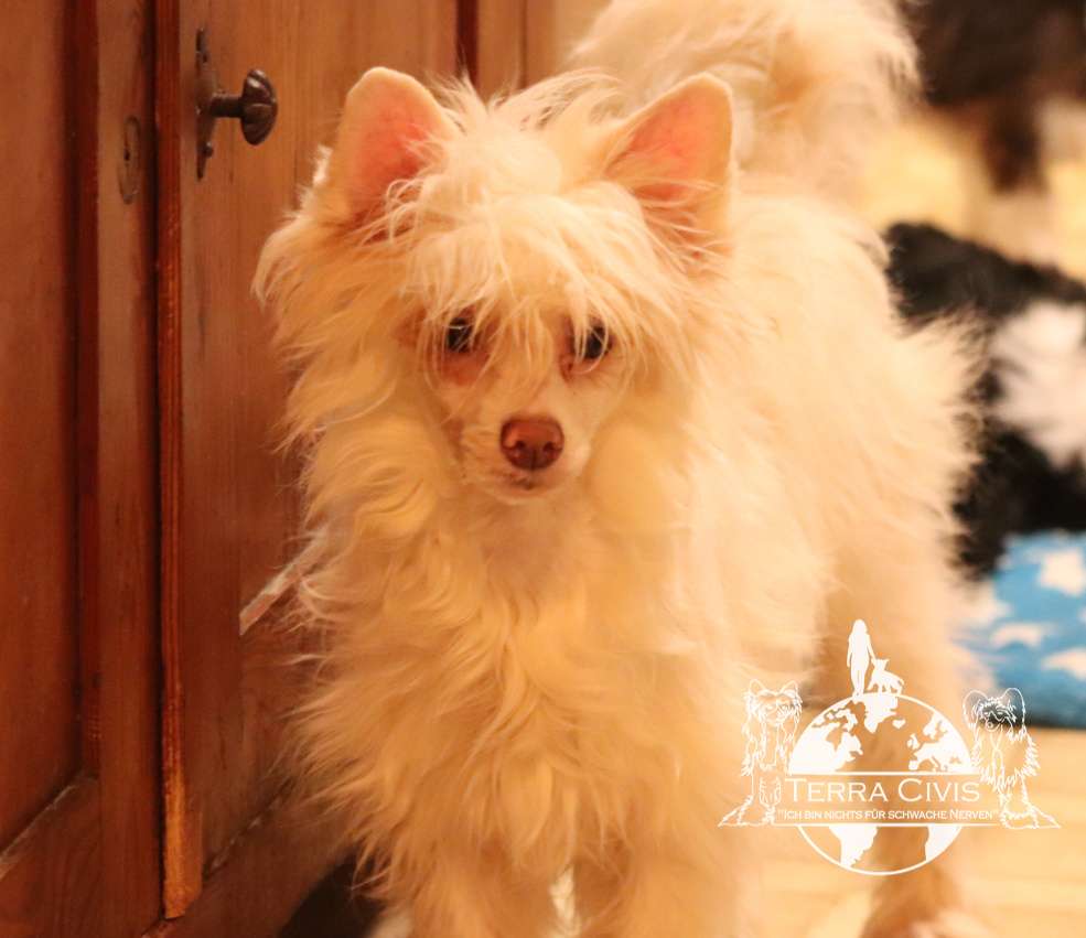 Guong Xi Girasol in Terra Civis