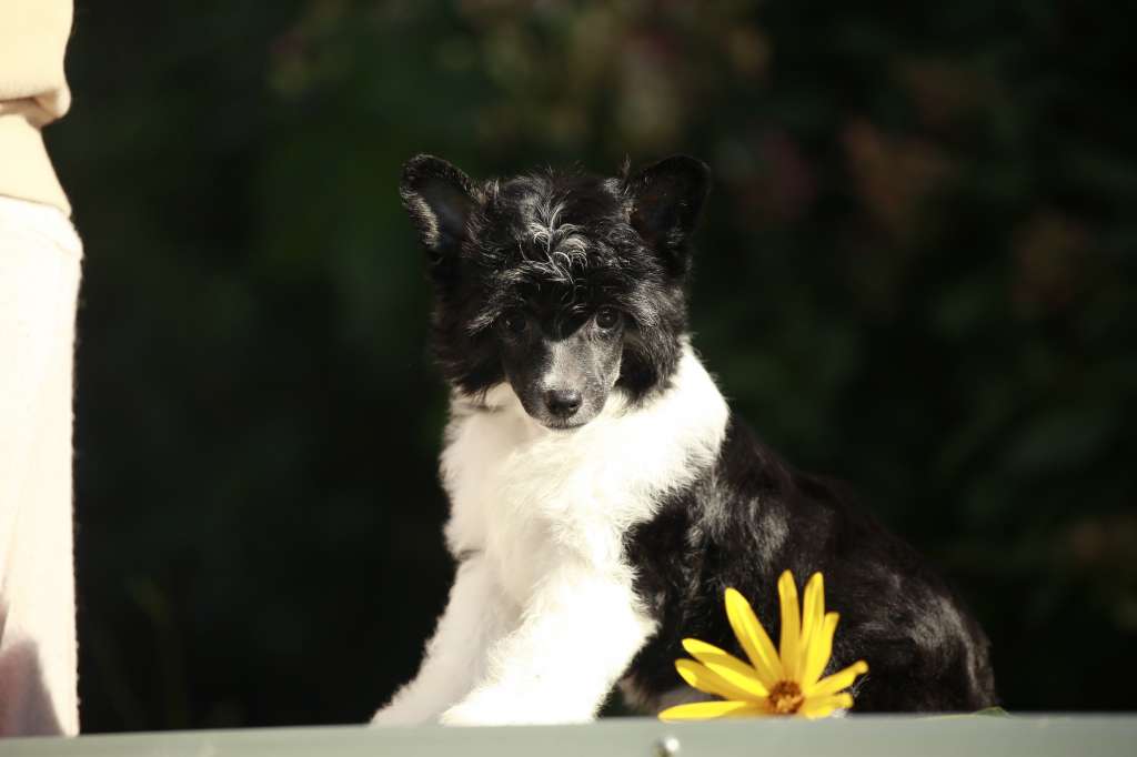 Star Show Bon Ami Reiko