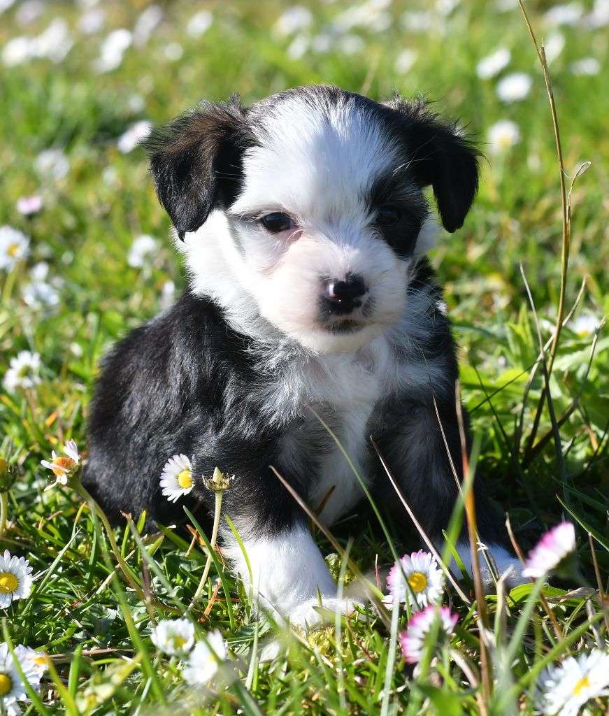 Little Dog Of Dream Voyou