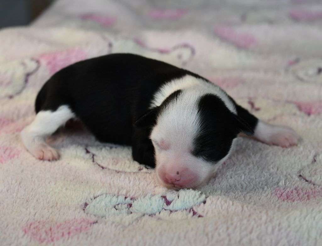 Little Dog Of Dream Vénus