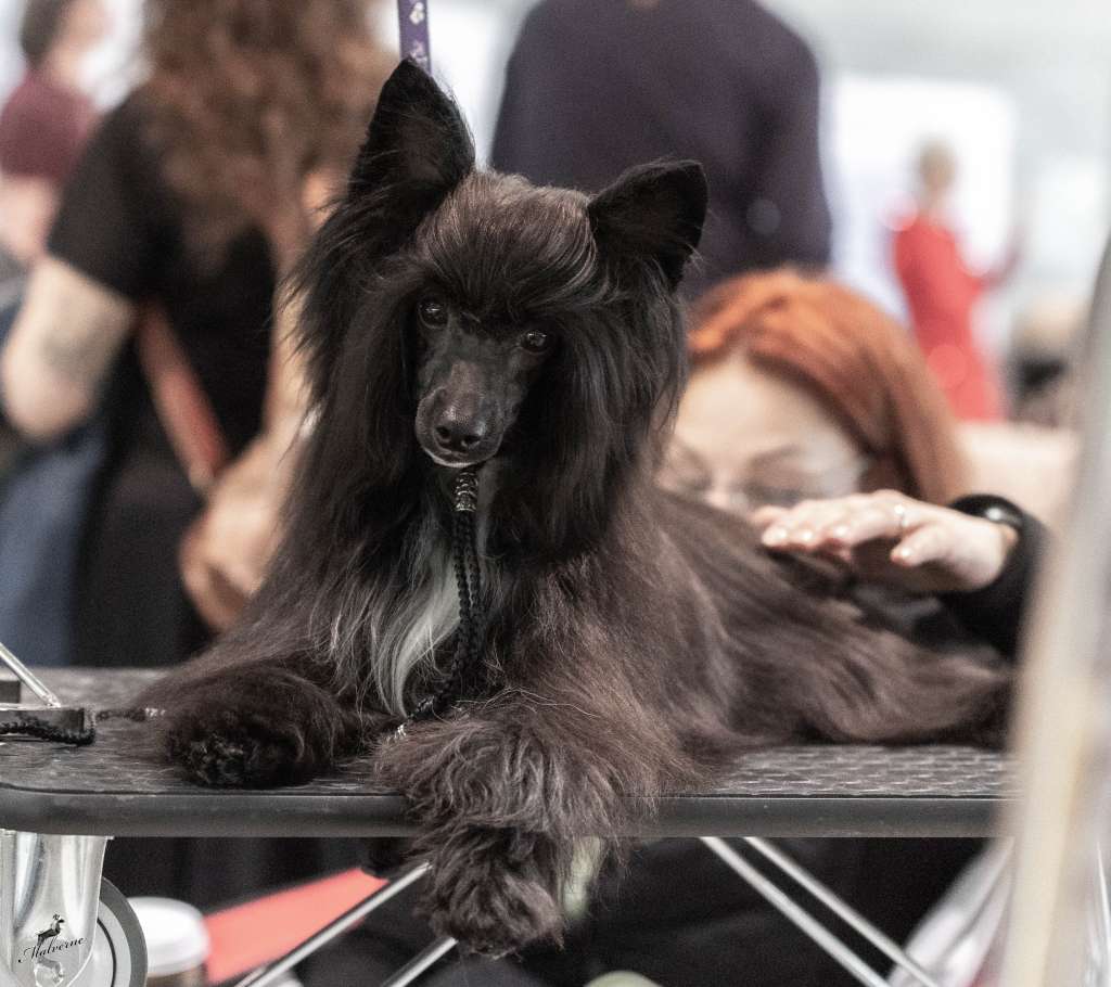 Timon Queen Malverne