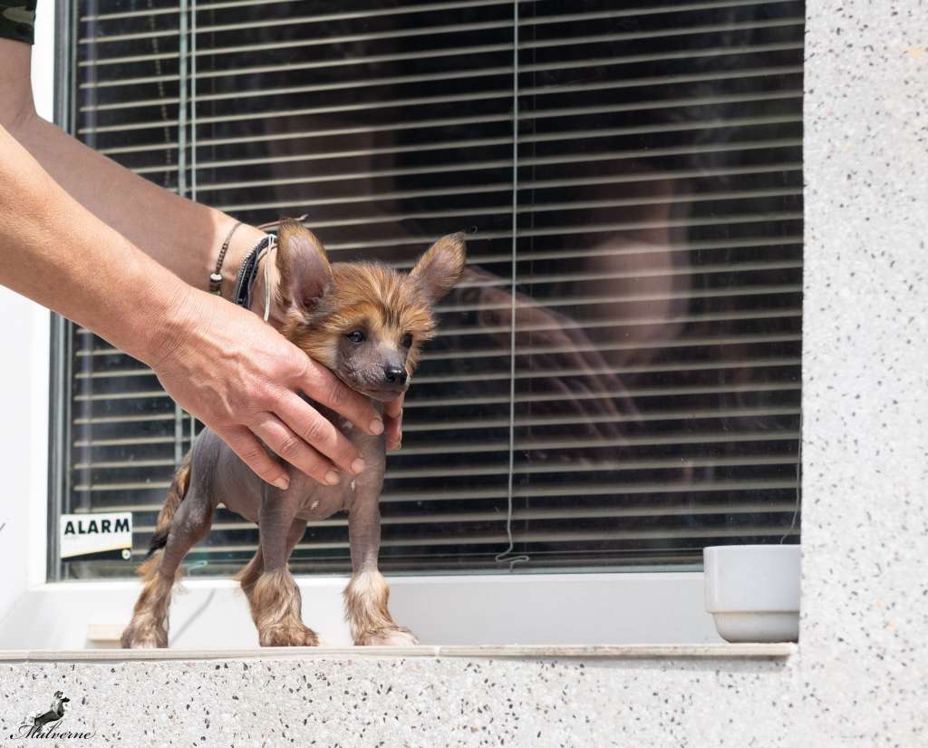 Tamarin Queen Malverne