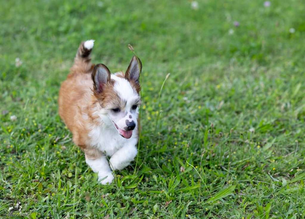 Antonio's Flame DraCZata