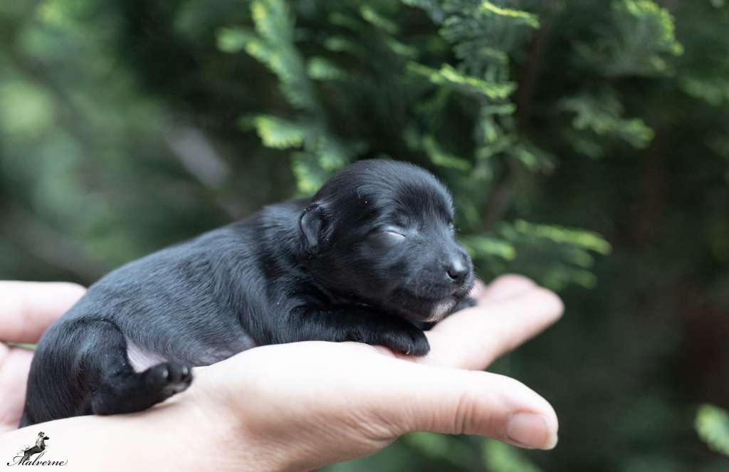 Arrow From Charlotte DraCZata