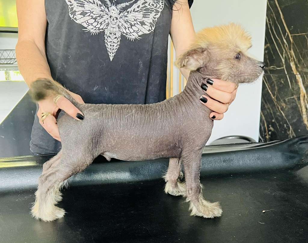 Perfect Grzywkomania