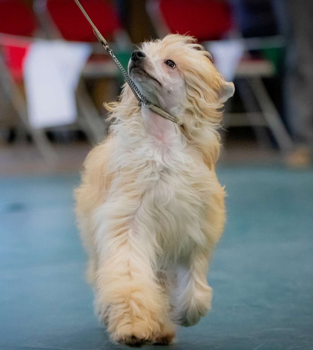 Apache Red Horse DraCZata At Oolagha