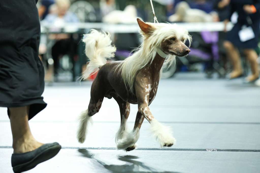 Romantyk  Grzywkomania