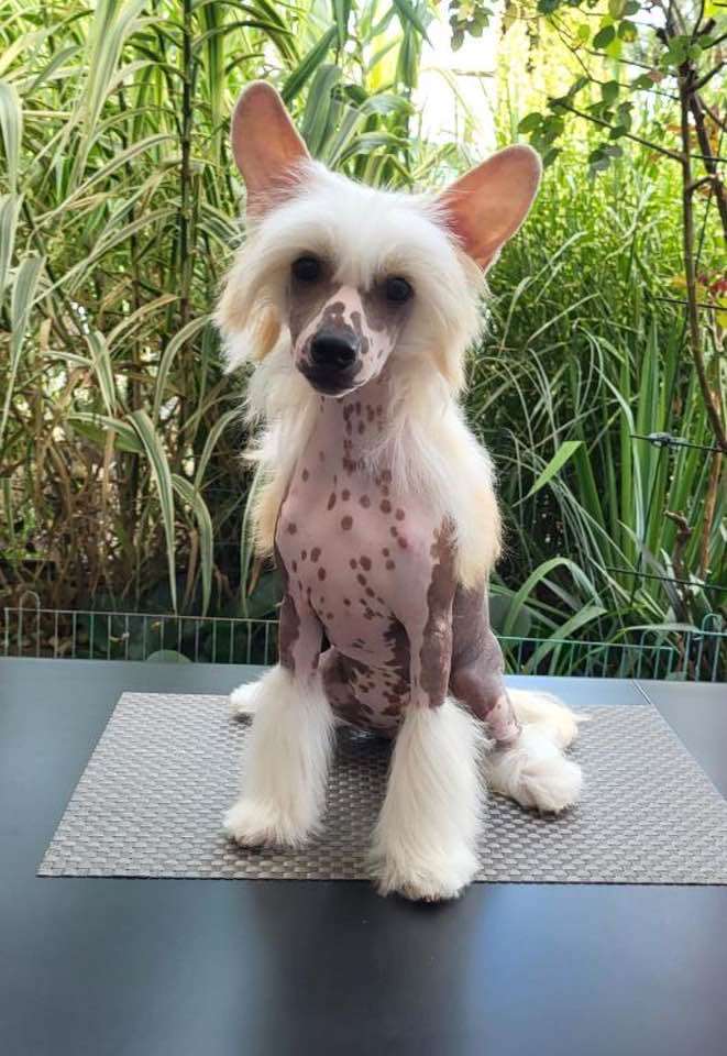 TOFFIFEE Caramella's Family