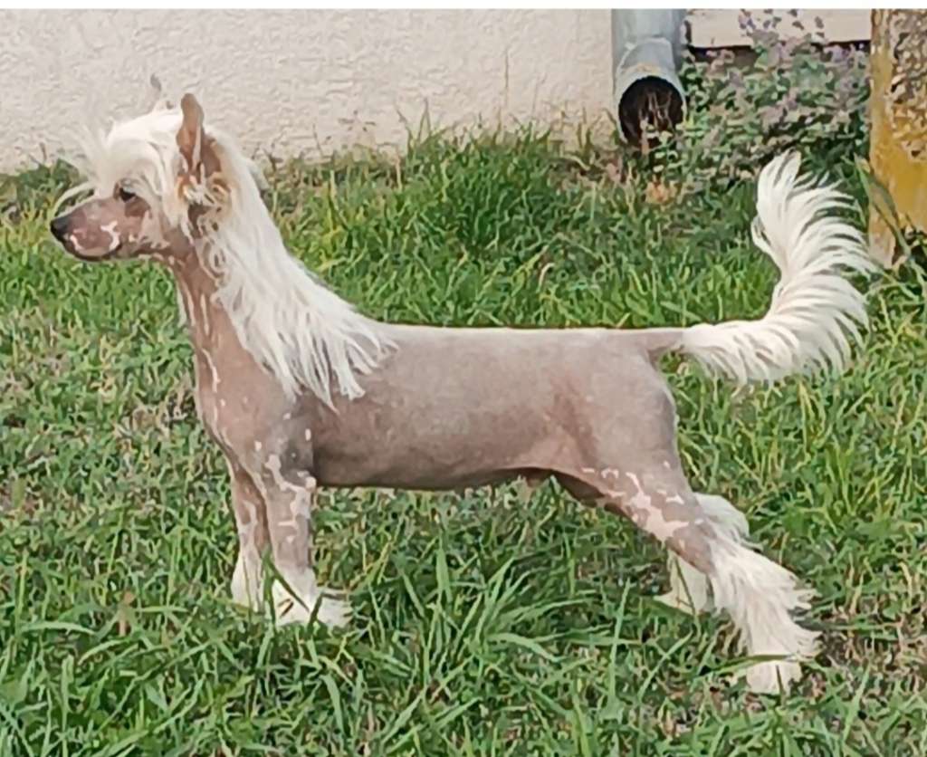 Solino's Nothing Compares 2 you