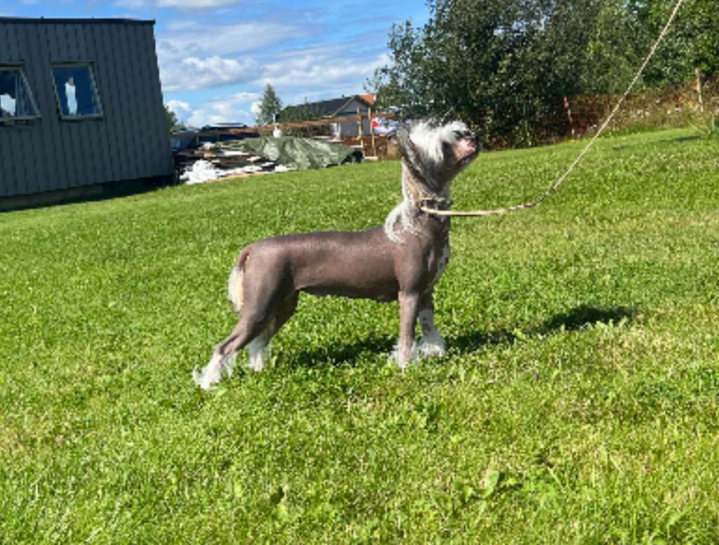 Cerohair UNDRESSED with Girls Gilrs