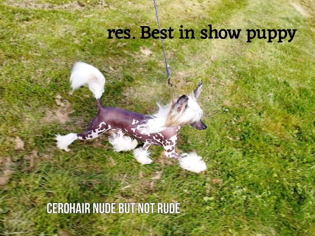 Cerohair NUDE but not RUDE