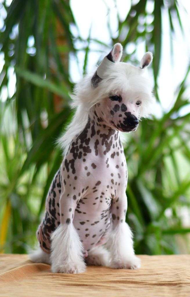 Little Dog Of Dream Viny