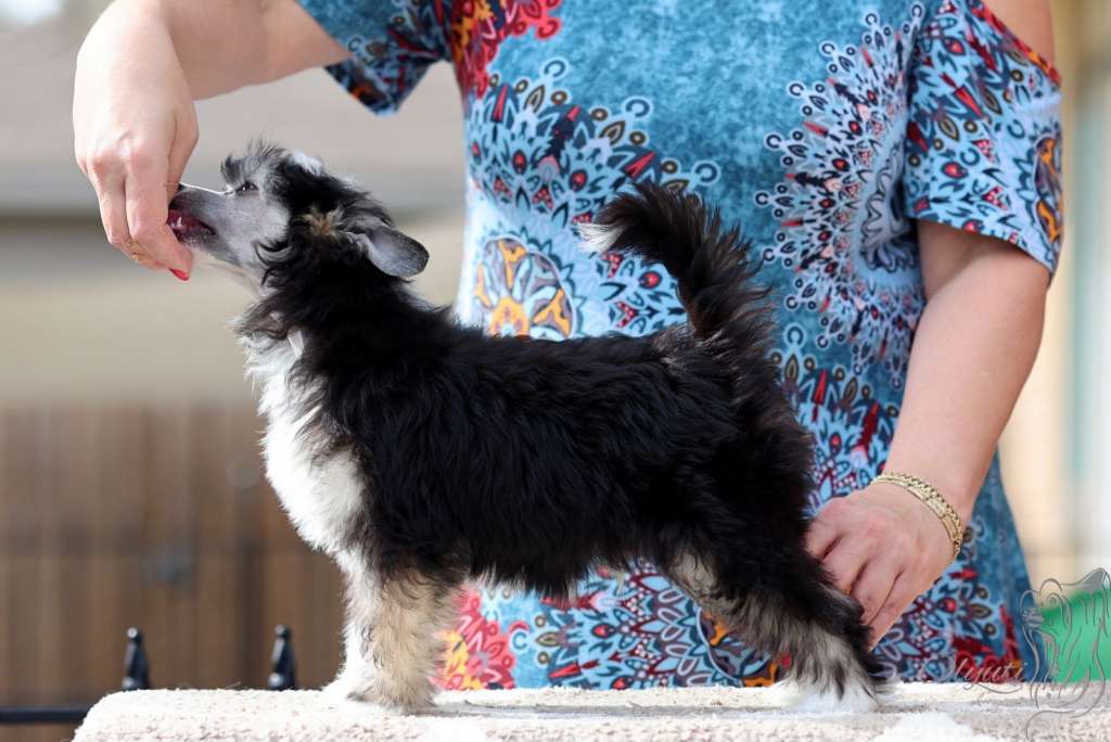 Olyuti's Never Stop Dreaming