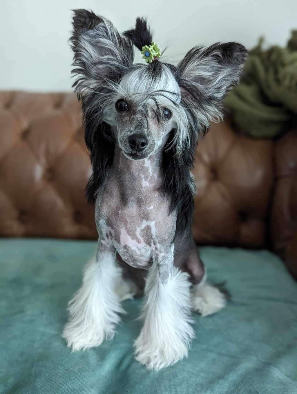 Olyuti's Never Say Never Baby