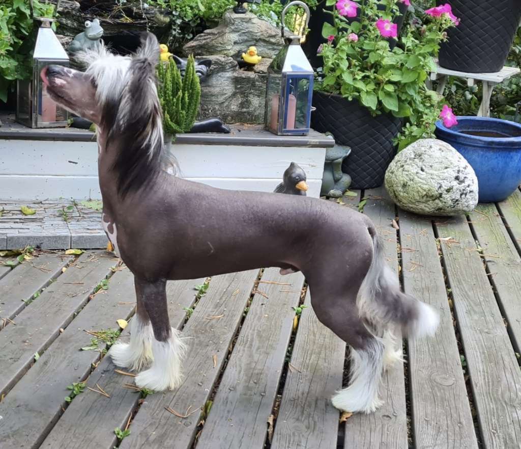 Maybell's Spring Onion