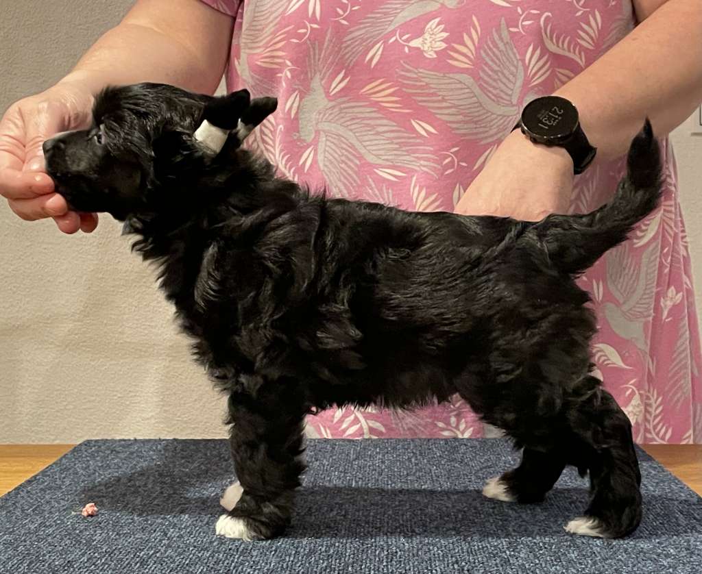 Maybell's Coma Supercluster