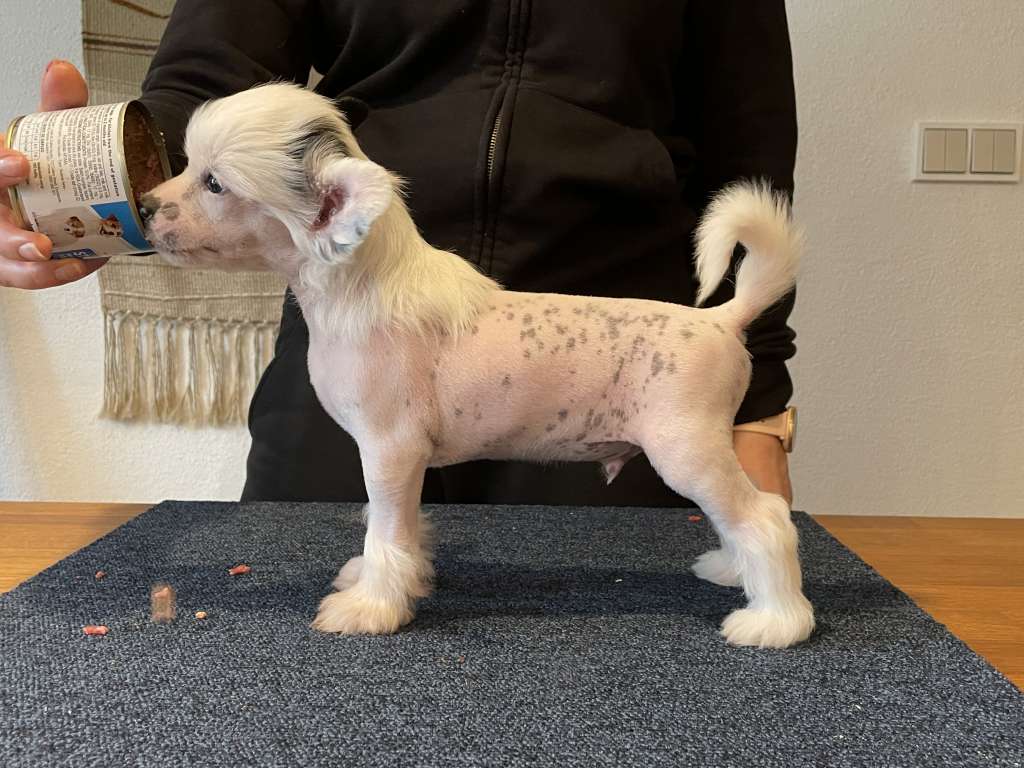 Maybell's Peony Chocolate Soldier