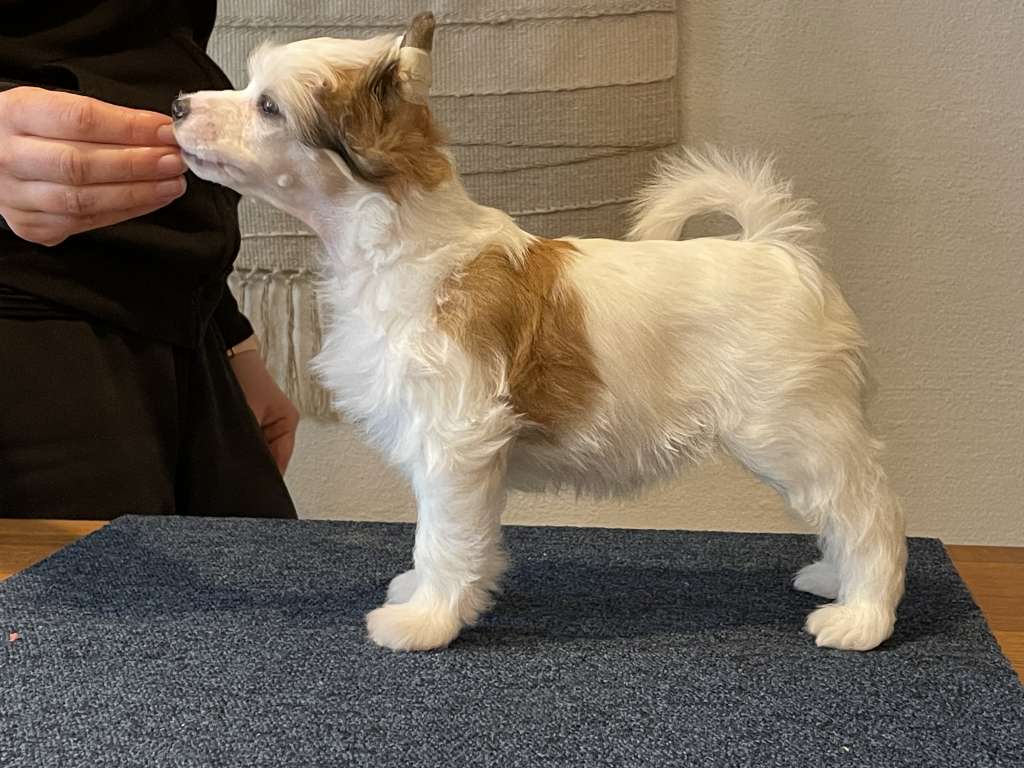 Maybell's Peony Cotton Candy