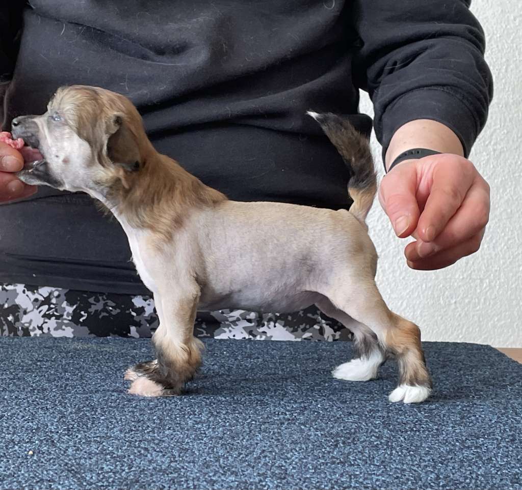 Maybell's Peony Lollipop