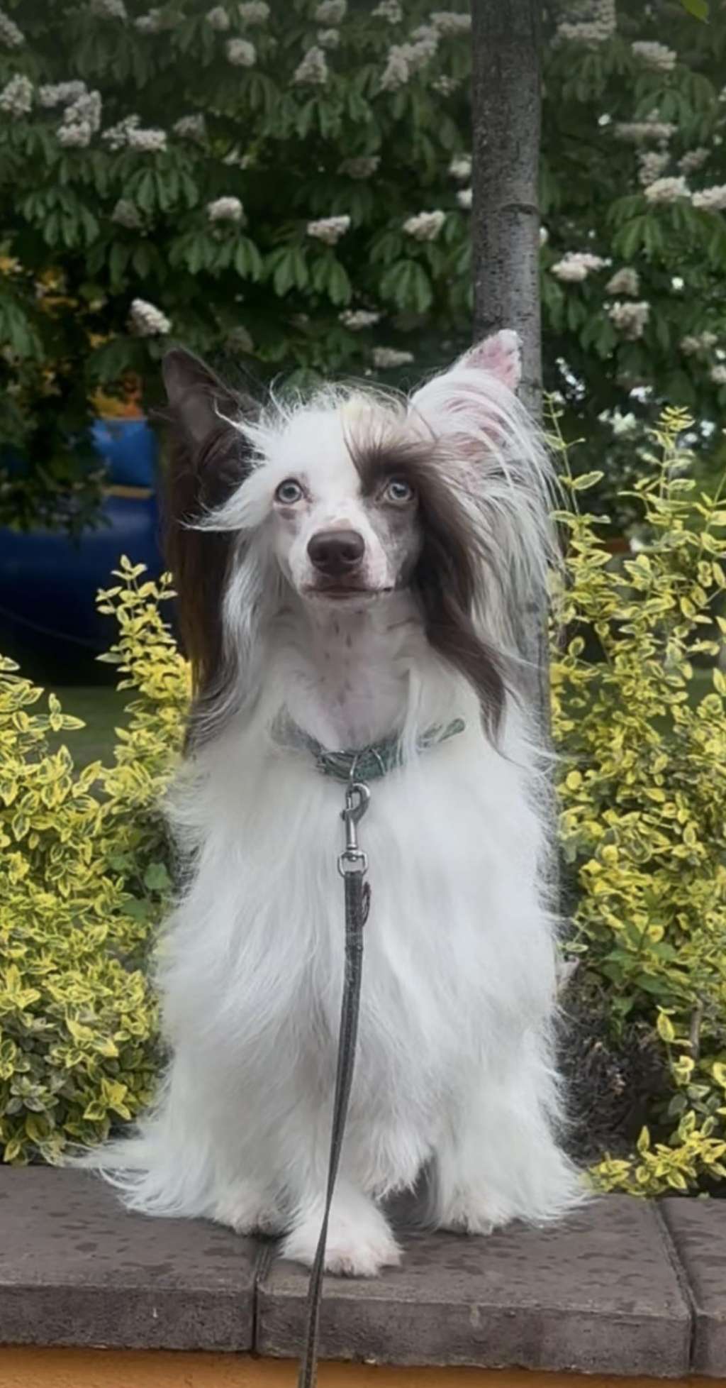 Lucas Diamond Furswood