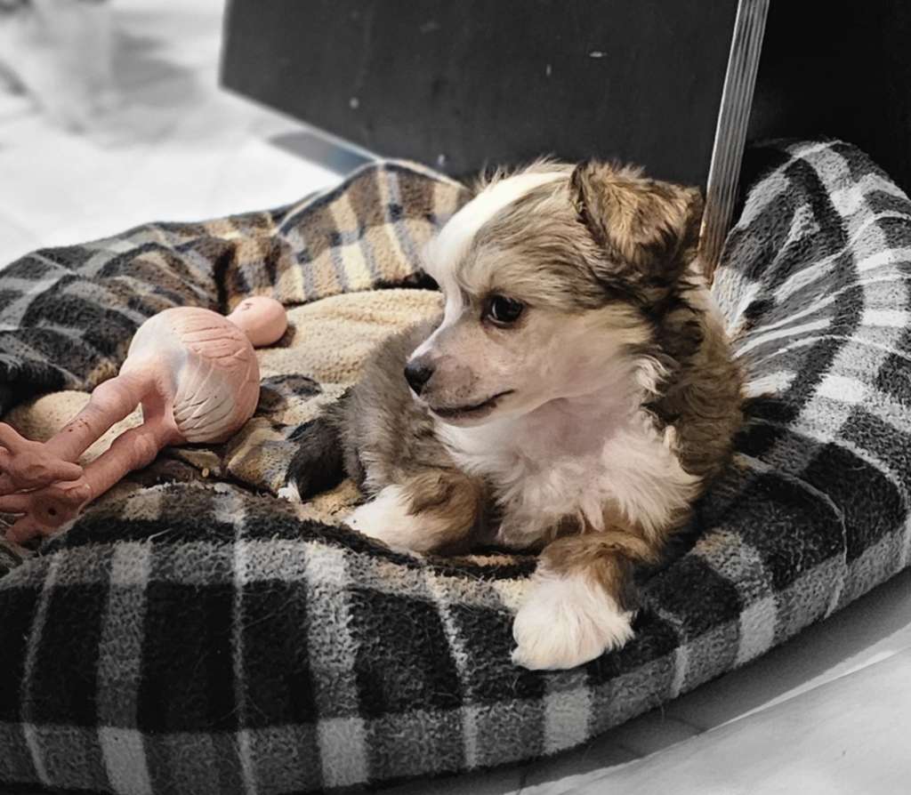 Prins Hugo Little Charmings