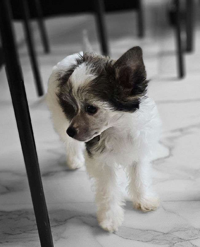 Zazou Little Charmings