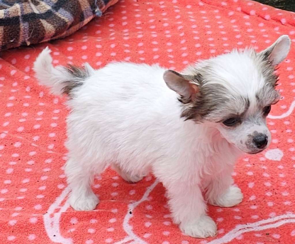 Always Little Charmings