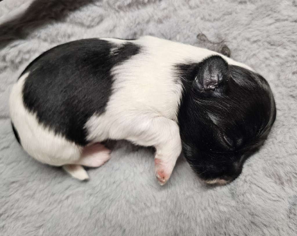 Alice Little Charmings