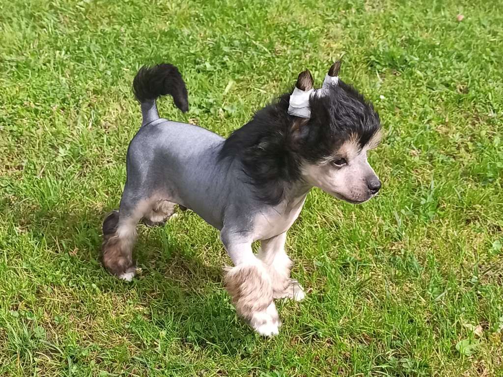 Seth z Pulnocního dvora